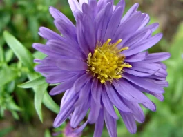 Aster DEX: Breaking Down the Hype, The Coin, and The Actual Point